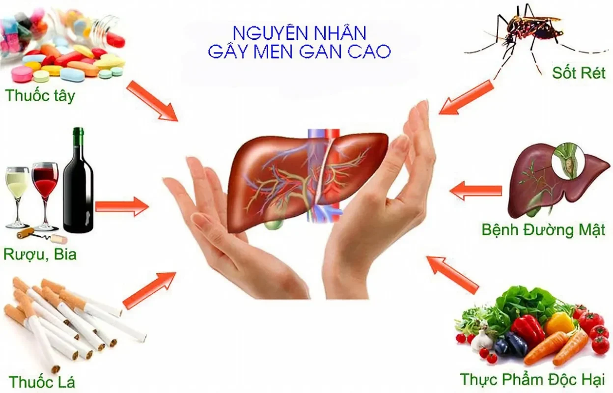 cách phòng tránh bệnh về gan